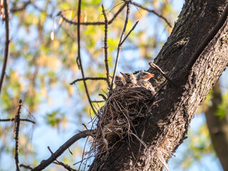 Five Chicks of Thrush fieldfare, Turdus pilaris, in a nest