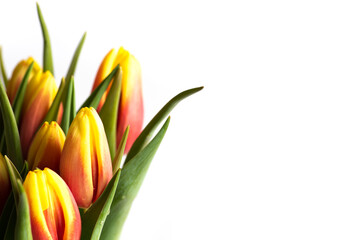 Red and yellow tulips on white background top view