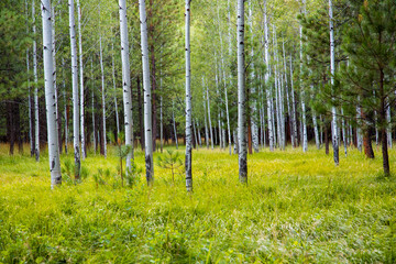 Aspen tree forest and green grass meadow near Sisters, Oregon