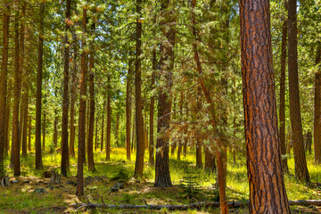 Ponderosa pine forest and green grass meadow near Sisters, Oregon