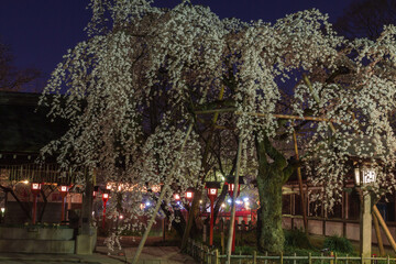 京都　平野神社の魁桜