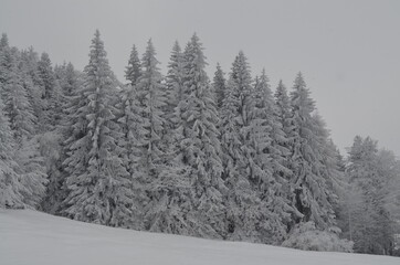 Winterzauberwald