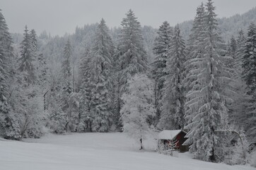 Verschneiter Wald
