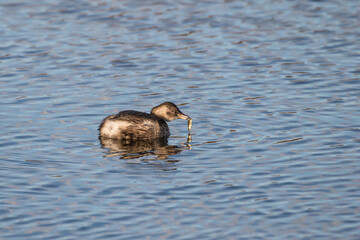 Little Grebe With a Fish in its Beak