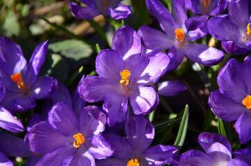 purple crocuses in the spring garden