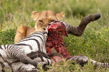 Lion with zebra carcass