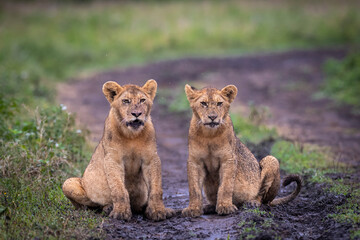 Fototapeta na wymiar Lion cubs in road