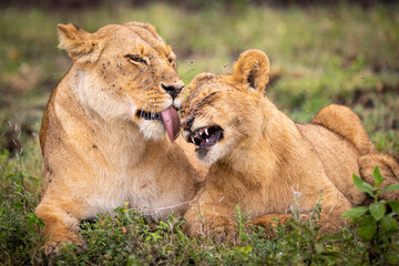 Lions grooming