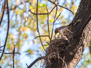 Thrush fieldfare, Turdus pilaris, in a nest with chicks