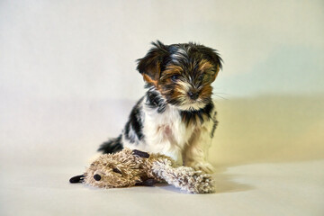 Yorkshire puppy sits on a white background with a toy. The little dog looks into the frame and smiles funny. High quality photo