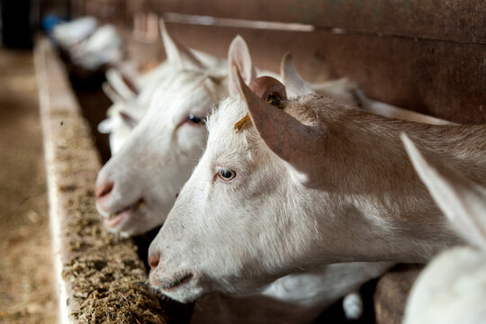 cabras se alimentando