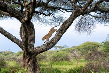 Fototapeta na wymiar Leopard running down tree
