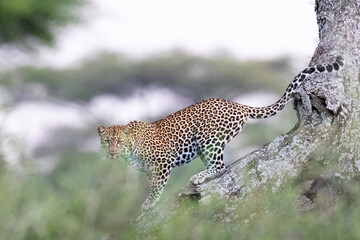 Leopard in tree