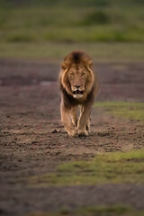Male lion walking towards