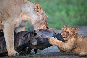 Lionness and cub fighting over carcass