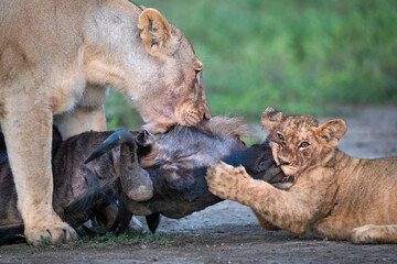 Lionness and cub fighting over carcass