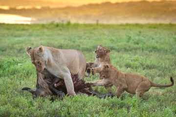 Lion pride fighting over carcass