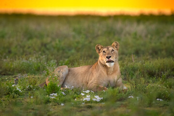 Obraz na płótnie Canvas Lionness at sunrise