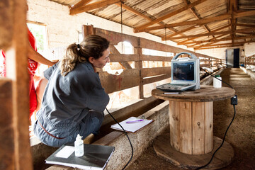 Veterinária fazendo uso de ultrassom para diagnosticar gestação em cabras.