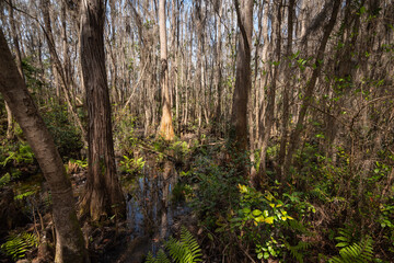 Fototapeta premium Beautiful and natural Georgian Park