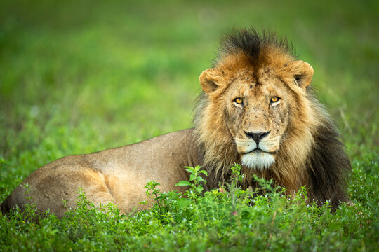 Male lion in the grass