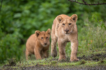 Lion cubs 