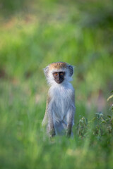 Obraz premium Vervet monkey being curious
