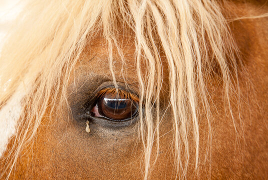 A closeup of a horse's eye at a ranch near Redmond, Oregon