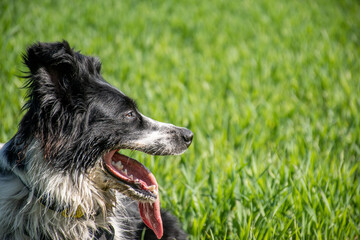 Fototapeta premium Close-up of a dog in the meadow