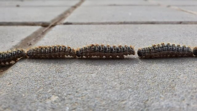 Oruga Procesionaria desfilando sobre acera
