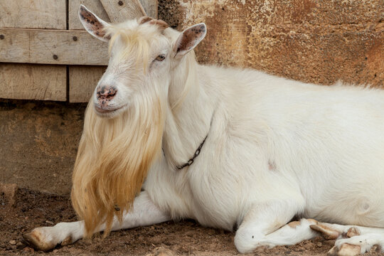 Retrato de bode adulto deitado na terra e tranquilo.
