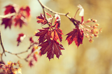 nice autumn season in the park