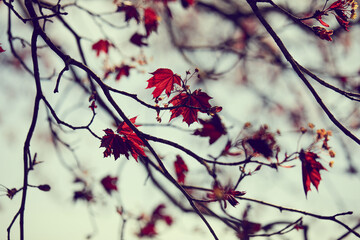nice autumn season in the park