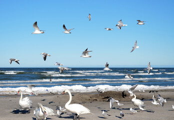 Obraz premium Many swans stand on the sand on the beach and seagulls fly against blue ocean