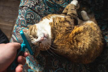 Man grooming his ginger domestic cat with furminator closeup view.