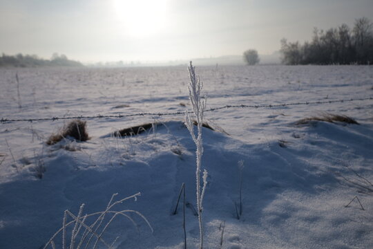 Frosted plants in a meadow in the Polish village of Brzeziny Morawica at sunrise, wild east