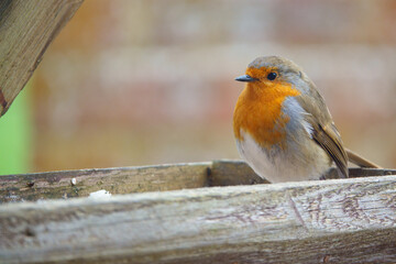 close up of a robin red breast on a wooden bird feeder table