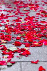 Valencia, Spain: 06.23.2019; The red petals on the floor