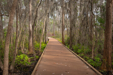 Obraz premium Wooden trail path in the woods