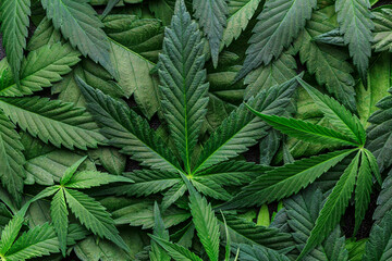 CBD Beautiful background green cannabis flowers.Cannabis Sativa Leaves On Dark - Medical Legal Marijuana.cbd oil - medical marijuana concept,alternative herb medicine. - obrazy, fototapety, plakaty