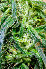 sugar trichomes cbd thc, concepts of grow and use of marijuana for medicinal purposes.cannabis...