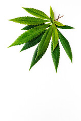 Cannabis is a standoff between a drug and a medicine. Green background of leaves.Close-up young hemp. Medicinal indica with CBD.Green cannabis leaves isolated on white background.