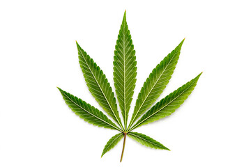 Cannabis is a standoff between a drug and a medicine. Green background of leaves.Close-up young...
