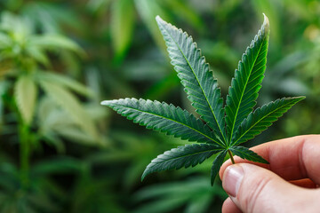 hand holds a leaf of marijuana.Cannabis is a standoff between a drug and a medicine.growing organic...