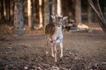 beautiful deer standing in a forest