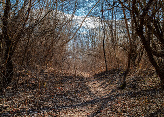 Fototapeta na wymiar Walking road in the forest