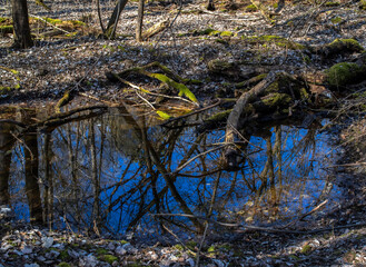 Blue sky and tree reflection in the water, in the woods, with green mossy trees, branches, and shadow