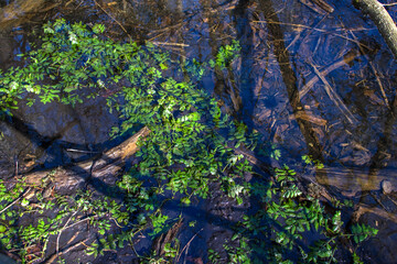 Water with green leaves on the surface and tree branches in it.