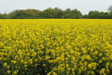 Fototapeta premium Flowering oil seed rape field