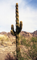 Arizona Desert, Curley Saguaro